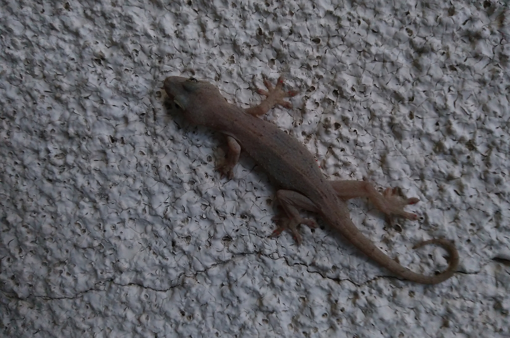 yamori20250718.jpg