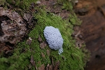 tunohokori060_s.jpg
