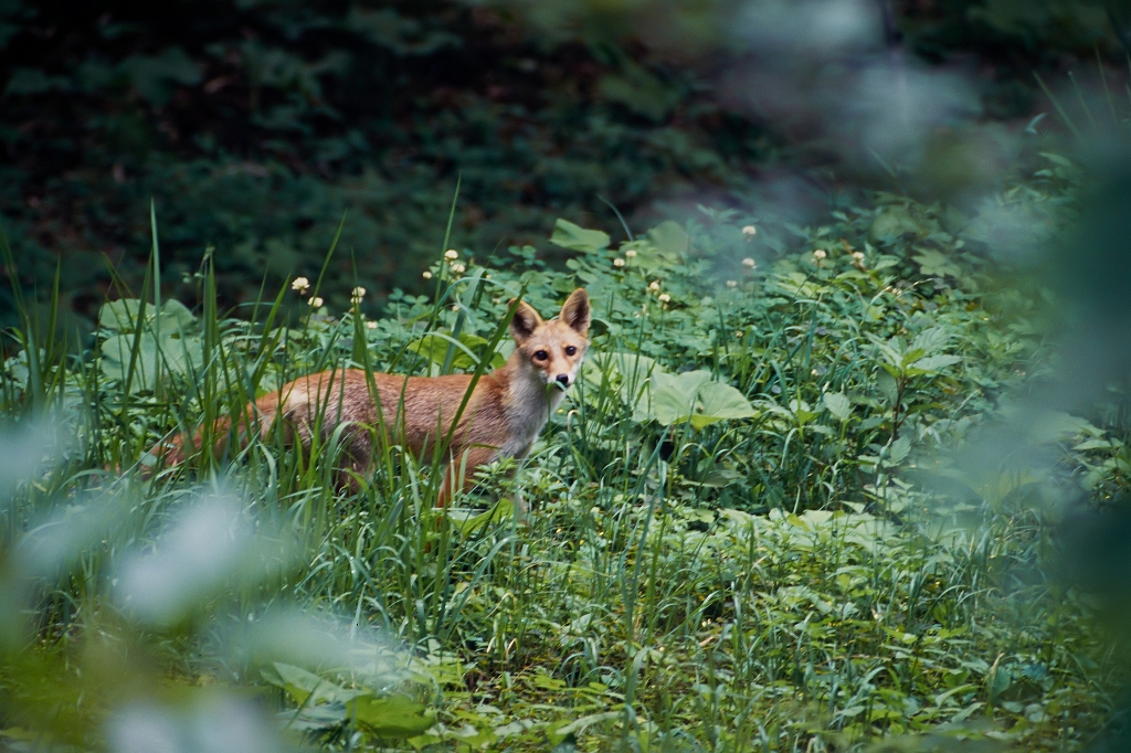 hondogitune15065_n.jpg