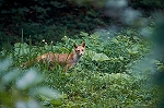 hondogitune15065_n_s.jpg