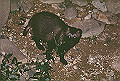 tanuki_s.jpg