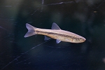aburahaya051_s.jpg