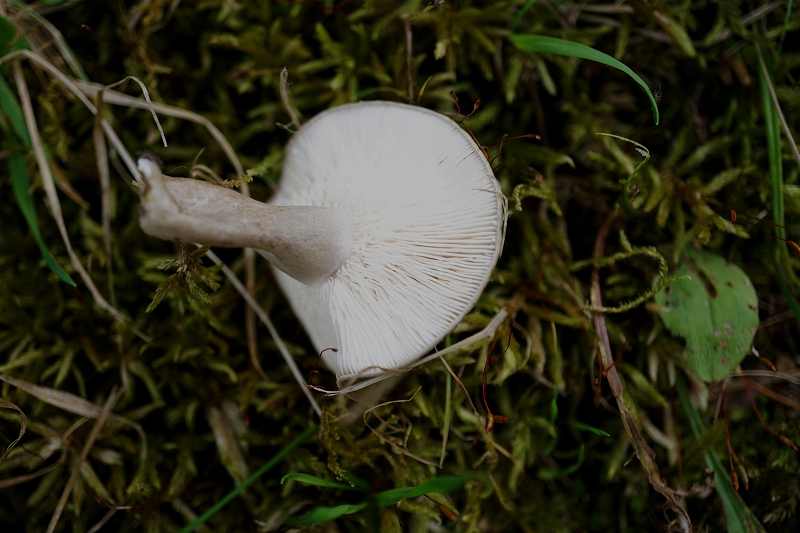 tyoujitititake017m.jpg
