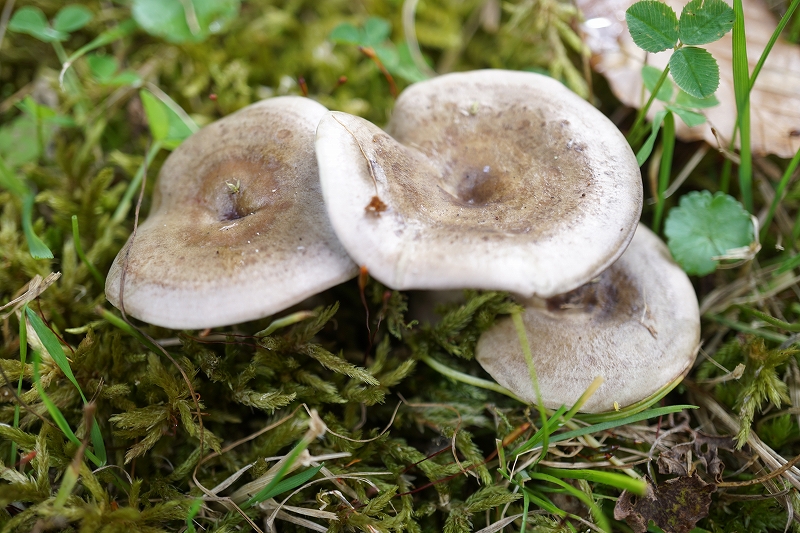 tyoujitititake027.jpg