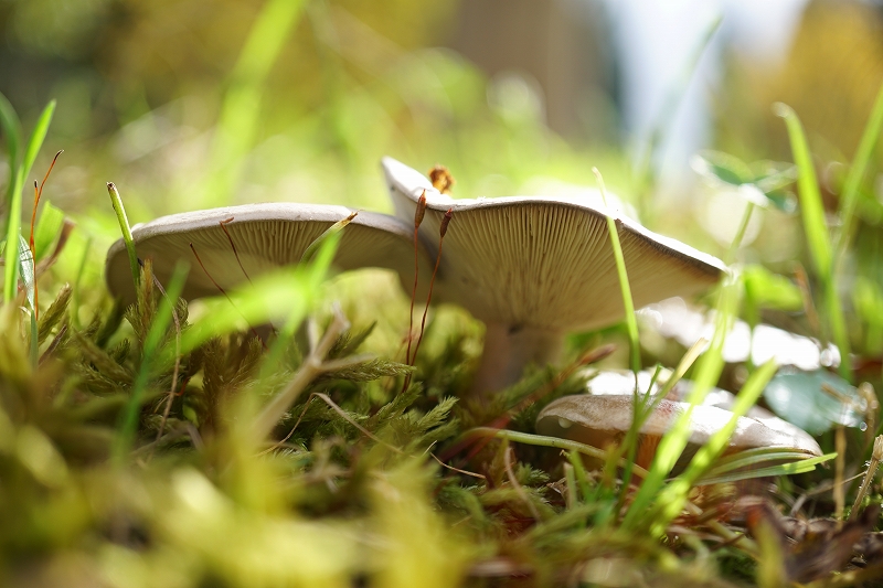 tyoujitititake033.jpg