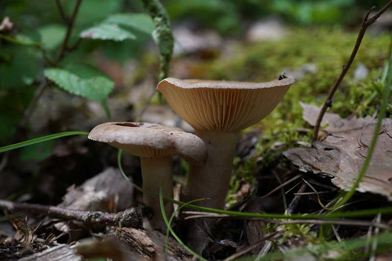 tyoujitititake443.jpg