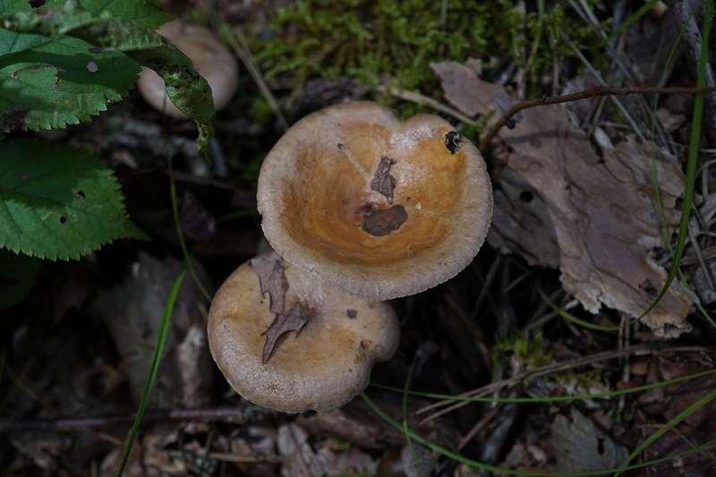 tyoujitititake446.jpg