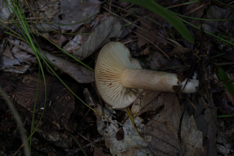 tyoujitititake448.jpg