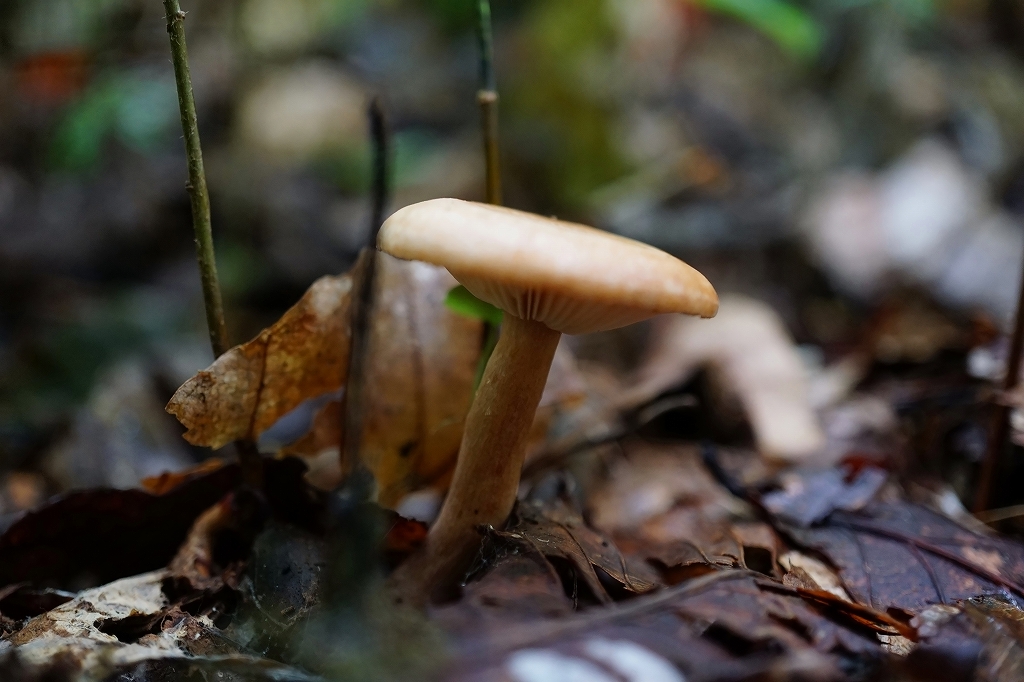 tyoujitititake527m.jpg