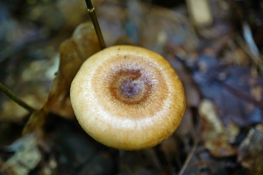 tyoujitititake532m.jpg