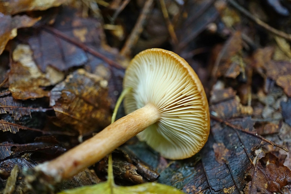 tyoujitititake535m.jpg