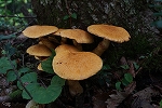 oowaraitake084_s.jpg