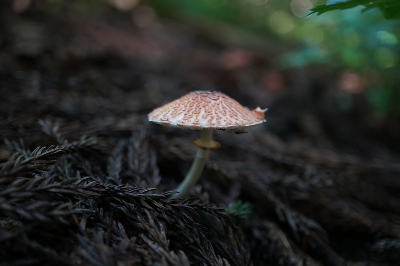 akakitunegasa580.jpg