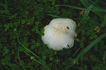 haratake002m_s.jpg