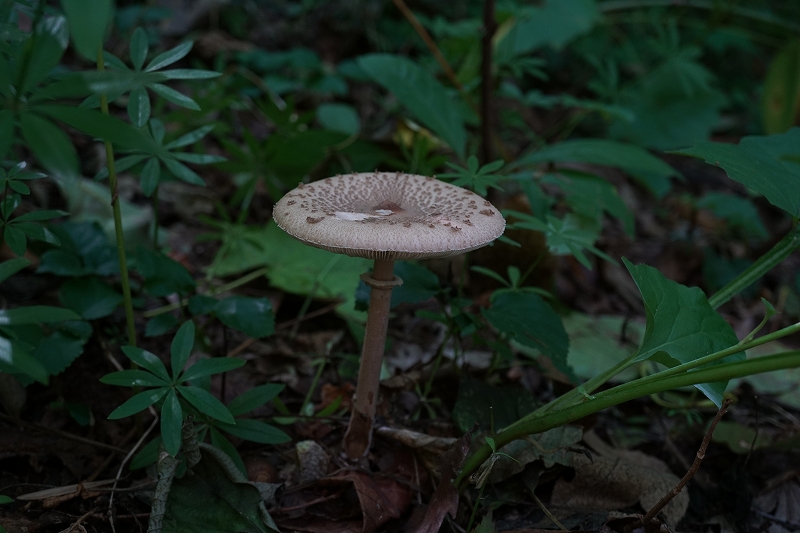 karakasatake427.jpg