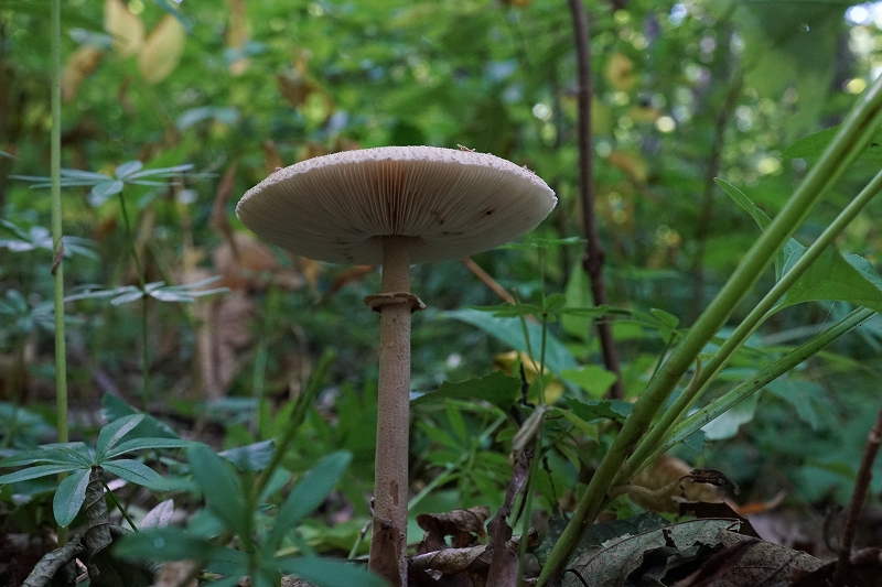 karakasatake500.jpg
