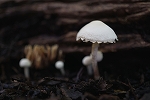 kinukarakasatake005m_s.jpg
