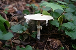 mantokarakasatake356_s.jpg