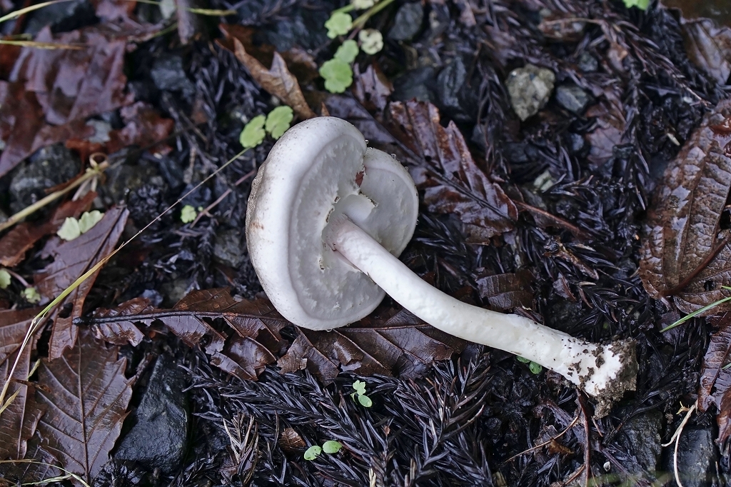 nakaguromorinokasa059m.jpg