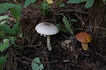 nakaguromorinokasa065m_s.jpg