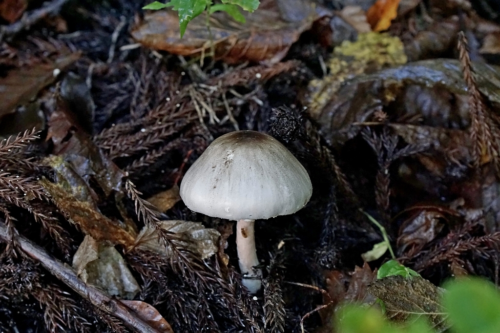 nakaguromorinokasa066m.jpg