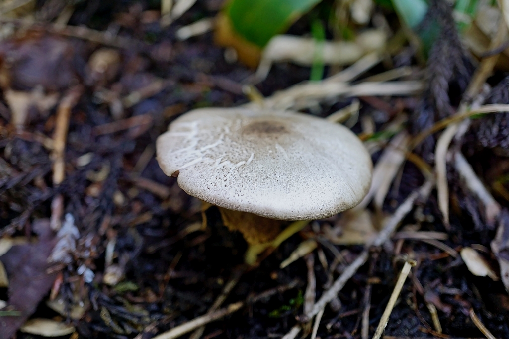 nakaguromorinokasa071m.jpg