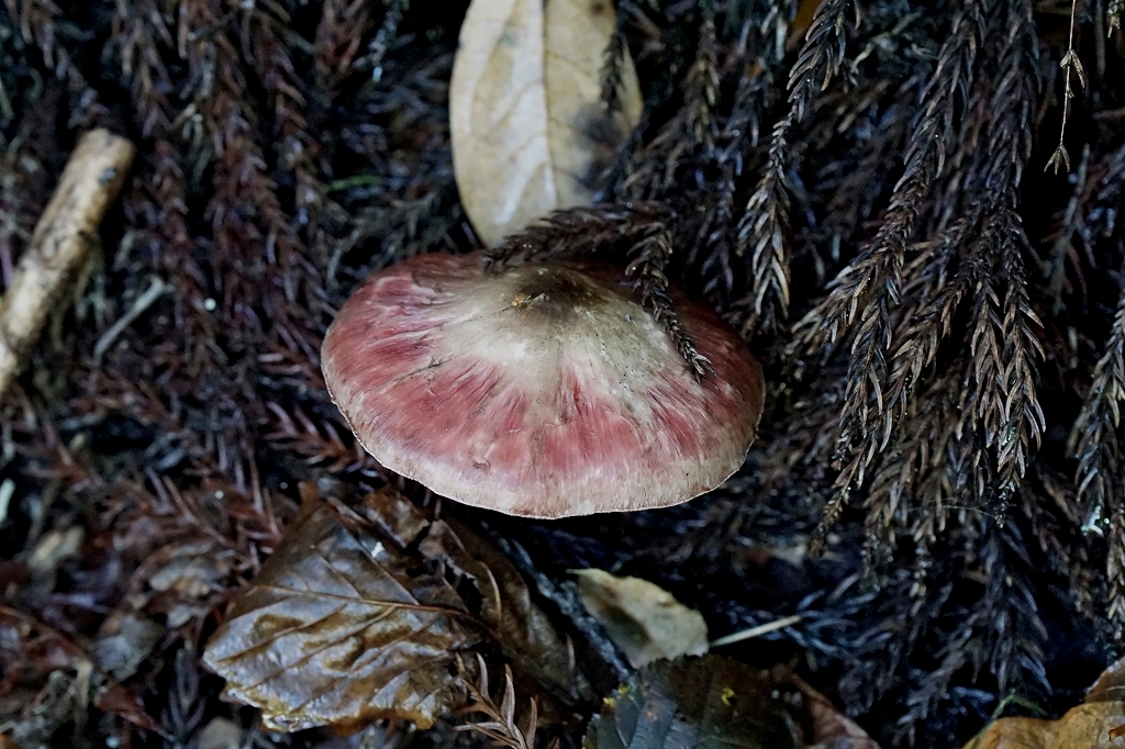 nakaguromorinokasa074m.jpg