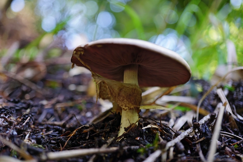 nakaguromorinokasa082m.jpg