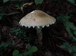 siwakarakasatake_turumi001_s.jpg