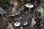 tubukarakasatake112_s.jpg