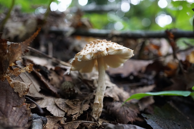 watakarakasatake048.jpg