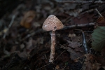 watakarakasatake174_s.jpg
