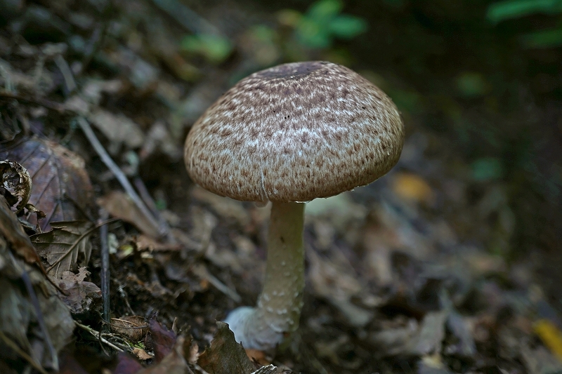 zaraenoharatake019m.jpg