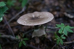 zaraenoharatake095_s.jpg