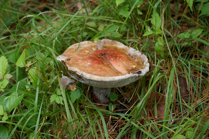akajikou358.jpg
