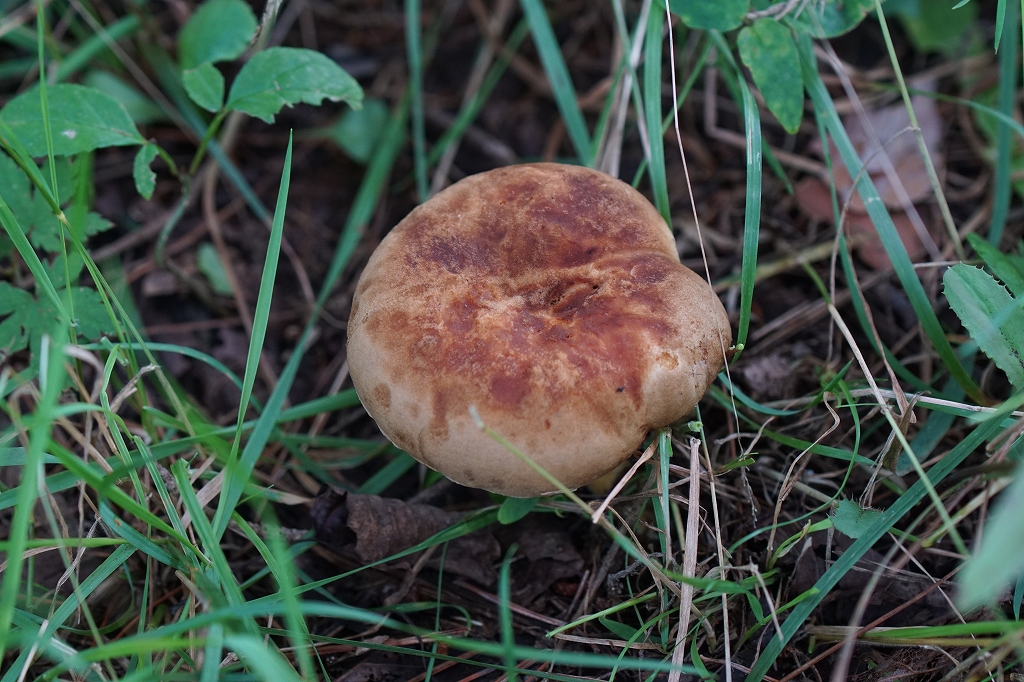 kihidatake664.jpg