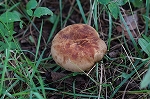 kihidatake664_s.jpg