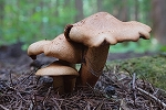 watagenumeriiguti090m_s.jpg