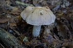 ipponsimeji184_s.jpg