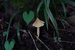 kiibokasatake001_s.jpg