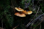 enokitake032_s.jpg