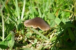 kozaraminosimeji004_s.jpg