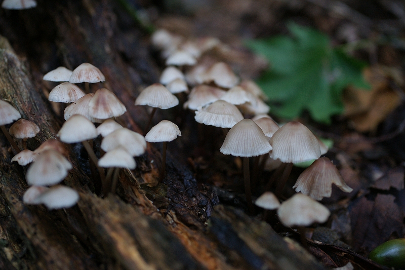 kunugitake080.jpg