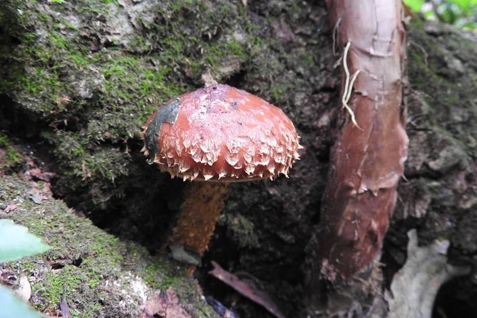 siitake0906.jpg