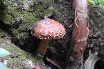 siitake0906_s.jpg
