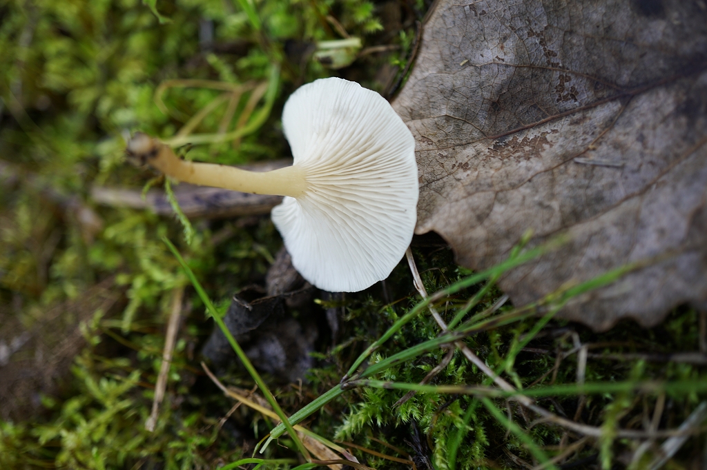 sirohimekayatake099.jpg