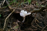 tubuenosimeji616m_s.jpg