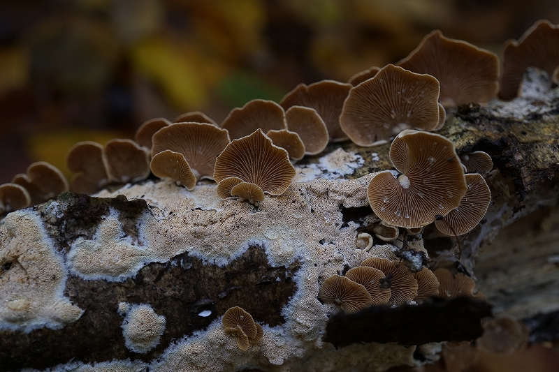 wasabitake151.jpg