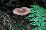 watagenaratake171_s.jpg