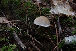 asinagaitatitake017_s.jpg